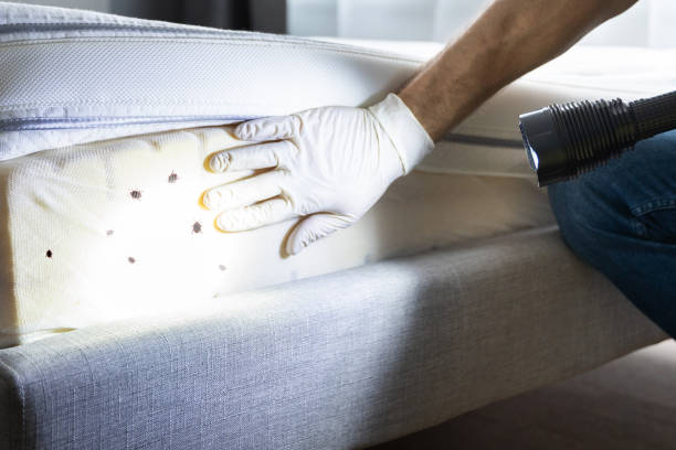 Best Affordable Pest Control Services  in Falls City, OR