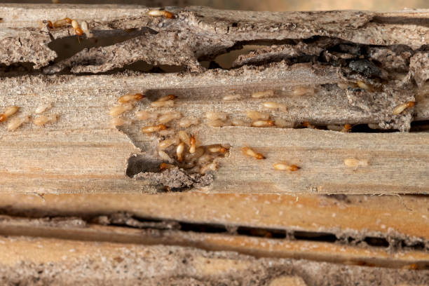 Best Pest Control Near Me  in Falls City, OR